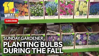 Sunday Gardener Planting Bulbs in the fall [upl. by Yecac]