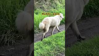 Happy maremma livestock guardian dog with muddy paws [upl. by Peedus60]