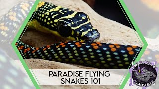 Paradise Flying Snakes 101  Care Guide  Creatures of Nightshade [upl. by Eimmat460]