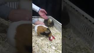 Royal Winter Fair Guinea Pigs [upl. by Jerrylee833]