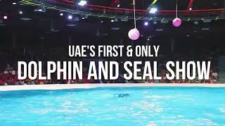 Best Dolphin and Seal Show Favorite Attraction in the UAE [upl. by Jacobson]