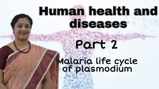 NEET CLASS12 HUMAN HEALTH AND DISEASES PART2 MALARIA LIFE CYCLE OF PLASMODIUM [upl. by Snave540]