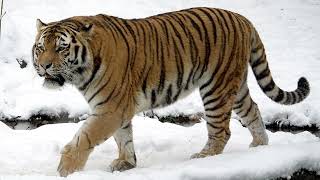 05 Save the Siberian Tiger [upl. by Autrey473]