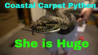 Coastal Carpet Python Care amp Enclosure This Girl is Huge [upl. by Nodyroc]