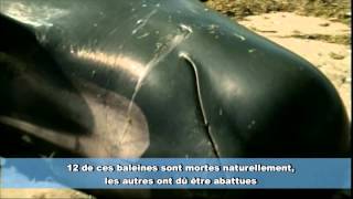 Le suicide de 39 baleines sur une plage en NouvelleZélande official [upl. by Catha]