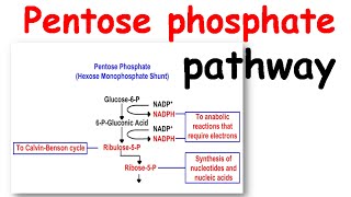 Pentose phosphate pathway [upl. by Denys172]