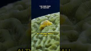 Bizarre Christmas Tree Worms That Live INSIDE Coral [upl. by Strain]