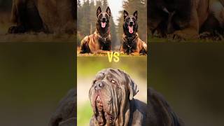 Neapolitan Mastiff  Schipperke Dog  Alaskan Malamute  Bull Terrier [upl. by Zaraf211]