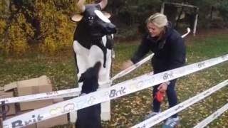 Ame magnanime Dorothée dOr  Körung training for Belgian Shepherd [upl. by Fredela]