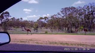 Wild Emu Mingela state forest [upl. by Aicsila681]