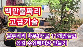 백만불짜리 고급기술 블루베리 나무1개로 11개만들고 몸값 수십배 늘리기 블루베리 가지치기 전지 전정 재배방법키우기 삽목 블루베리 농사 블루베리묘목 조경수 정원수 관상수 [upl. by Nnyliak]