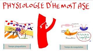 Physiologie dhémostase [upl. by Yevreh877]