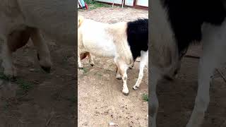 good enjoy short morning goats village life 45 [upl. by Schuster]