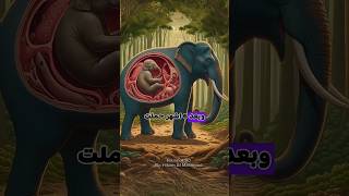 قصة أنثى الفيل وانثى الكلب قصص shorts [upl. by Eylhsa]