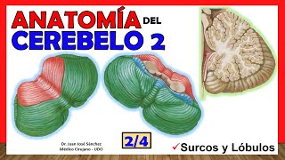 🥇 Anatomía del CEREBELO 24 Lóbulos divisiones ¡Explicación Sencilla [upl. by Nesahc]