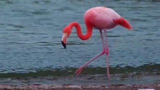 Flamingo Feeding in Galápagos [upl. by Marlena]