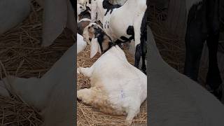 Bakra Eid 2024 Maza Aagaya bakraeid2024 bakraeidspecial bakra share viral trending goat farm [upl. by Zea170]