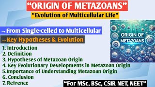 Origin of Metazoans  Metazoa  Theories of origin of metazoa  Origin and evolution of Metazoa [upl. by Merideth]