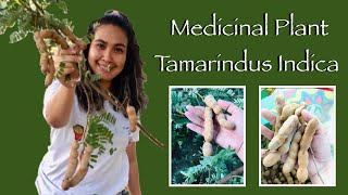 Health Benefits of Tamarind Tamarindus Indica  A Brief Introduction to Its Many Medical Uses [upl. by Assetnoc]