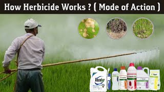 How Herbicides works  types of herbicides  herbicides mode of action in Hindi [upl. by Neersin]