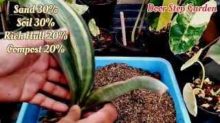 Sansevieria Masoniana Whale Fin Var Dwarf Variety Split Propagation Process ll [upl. by Trudie]