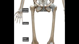 femur distal proximal [upl. by Lenuahs449]