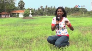 Vanakkam Thainadu  வணக்கம் தாய்நாடு  Pandatharippu  Jaffna  Ep 355  Part 2 IBC Tamil TV [upl. by Naryb981]