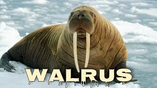 Walrus sounds walrus noises [upl. by Elora681]