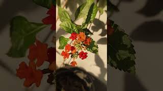 Lantanaraimunia lantanacamara evergreenplant red plants smallyoutuber [upl. by Zavala]