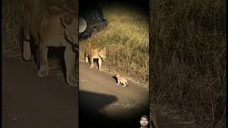 lion lioncubs animals lionworld wildlife lionslife tiger lionslover wildanimals wildlions [upl. by Aleahpar]