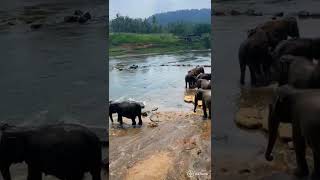 Pinnawala Elephant Orphanage nature elephant srilanka asia [upl. by Nile278]