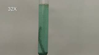 Magnesium in Copper II Sulfate Solution Timelapse [upl. by Sucam]