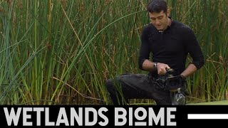 Wetlands Biome [upl. by Aicenad]