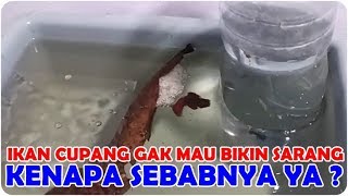 Analisa Penyebab IKAN CUPANG tidak Mau Membuat GELEMBUNG Busa [upl. by Ramburt947]