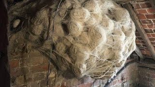 A Man Thought He Found A Hornet’s Nest In His Attic [upl. by Gnet]