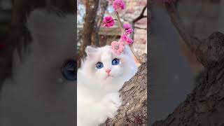 Cute Kittys😽🐈whatsappstatustrendingshorts shortsytshotstrendingviralvideokittencatcat [upl. by Chas156]