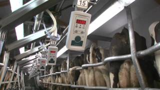 GEA Farm Technologies  Milking Parlor  SwingOver  EN [upl. by Ashton526]