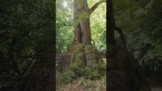 Beech tree Epping Forest [upl. by Alaric50]