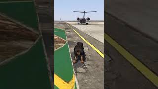 GTA 5  DOGS TEACH US LOVE IN ITS PUREST FORM🥰 IN GTA V  shorts gta5 gta viral cartoon love [upl. by Nna956]