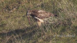 Common Buzzard catching vole Buizerd vangt woelmuis in Oostvaardersplassen 4K [upl. by Dnob]