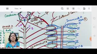 SCOLIODON arterial system [upl. by Neelhsa598]