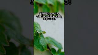 얀타르Ground Ivy Glechoma hederacea의 효능 TOP 3 [upl. by Jeremie]