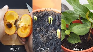 How to grow persimmons from seed  0 to 120 days [upl. by Rainer553]