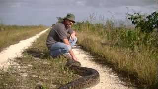 142quot Python Caught in Everglades [upl. by Stavros90]