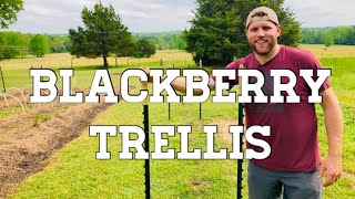 10 Tips For Growing Blackberries [upl. by Katy]