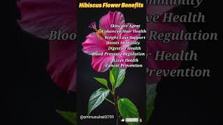 Hibiscus flower benefits fyp Hibiscus Hibiscusflowerbenefits [upl. by Eilitan]