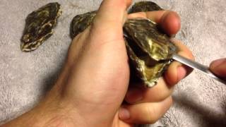 how to shuck an oyster  quick and easy [upl. by Entirb420]