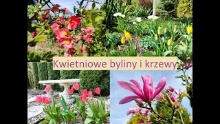 Kwietniowe byliny i krzewy jagodowiec serduszka magnolia pigwowiec tulipany Ogród Jadzi190 [upl. by Nnyltak]