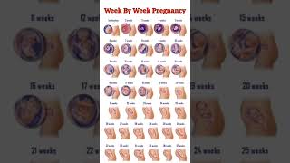 Pregnancy Week By Week ll 1  41 Weeks Fental Development [upl. by Aruat490]