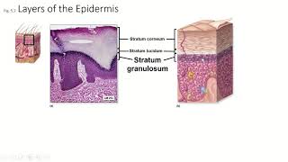 Ch5 Pt3 Integumentary System Strata spinosum granulosum lucidum [upl. by Evante654]